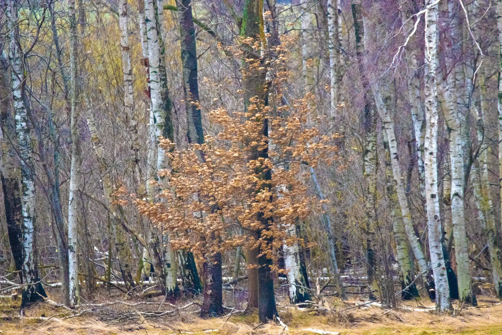 IMG_3600