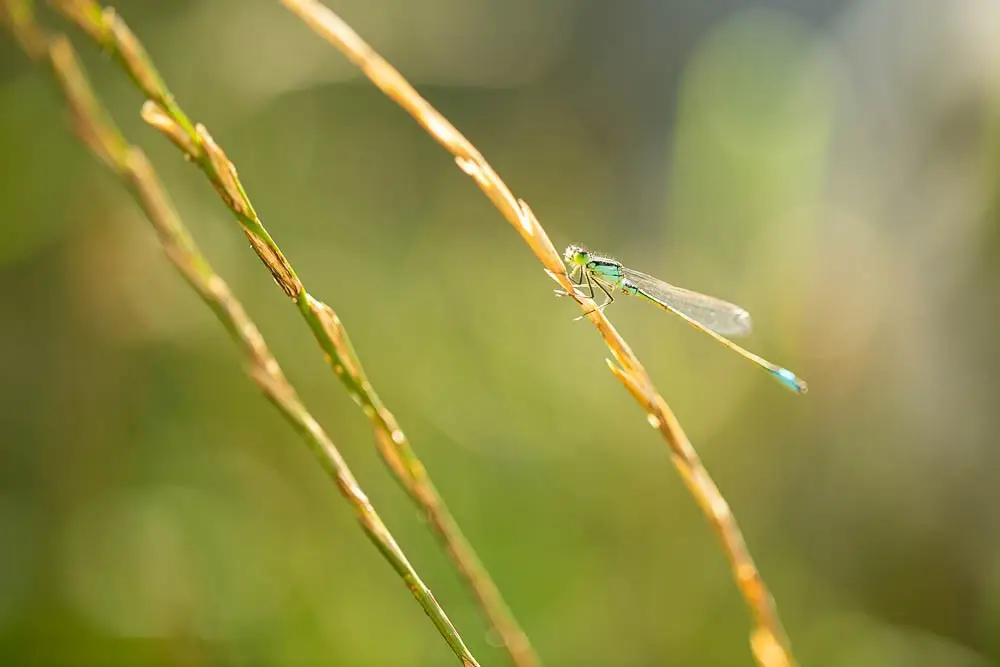 IMG_5561